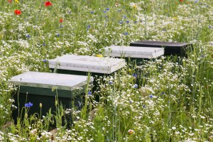 Bee hives between blooming wildflowers